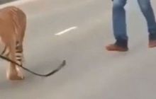 Enggak Cuma di Indonesia, Harimau di Rusia Juga Masuk ke Jalan Raya, Yang Ini Malah di Tengah Kota!