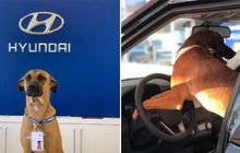 Anjing Satu Ini Jadi Karyawan Diler Hyundai, Dapat ID Card, Dikasih Tugas Khusus