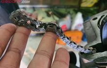 Tiga Dampak Mengerikan Rantai Keteng Motor Bekas Kendor Dipakai Terus