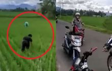 Pemotor Ini Liciknya Kayak Bunglon, Nyamar Jadi Petani Pura-pura Tanam Padi, Dipantau Polisi di Pinggir Sawah