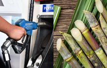 Pemerintah Genjot Tanam Jagung, Singkong dan Tebu, Kejar Produksi Bensin Nabati E50