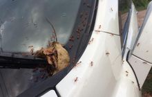 Supaya Semut Enggak Masuk Kabin Mobil, Pakai Dua Cara Ini Saja Sob