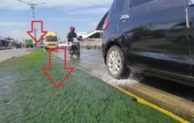 Pemancing Suka Lihat Ini, Jalur Pantura Sayung Demak Subur Ditumbuhi Lumut Hijau