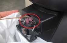 Motor Jadi Markas Tikus dan Cindil di Lampu Pelat Nomor, Cegah Pakai Cara Ini