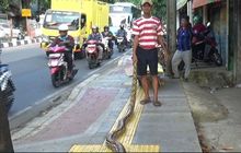 Cara Mbah Subadri Usir Pemotor Jajah Trotoar di Kramat Jati, Pagi Sore Angon Ular Piton Gede