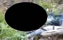 Pemotor Roboh di Semak-semak Bikin Istri Histeris, Imbas Lilitan Fatal Reptil di Perut