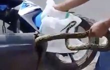 Bukan Karena Nyasar, Ini Alasan Ular Doyan Ngumpet di Bodi Motor