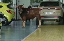 Karyawan Istana Honda Banyuwangi Panik, Ada Tamu Bertanduk Masuk Dealer Mobil Saat Idul Adha