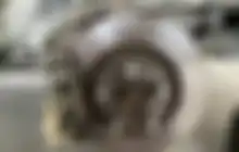 Jangan Disiram Air, Lakukan Ini Jika Kampas Rem Mobil Bekas Bau Gosong Di Turunan Panjang
