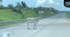 Street Manners: Tips Saat Lihat Hewan di Tengah Lajur Jalan Tol