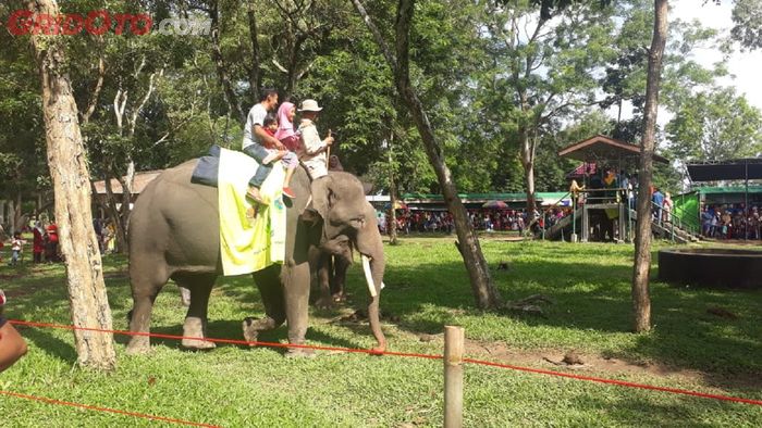 Pengunjung bisa keliling naik Gajah