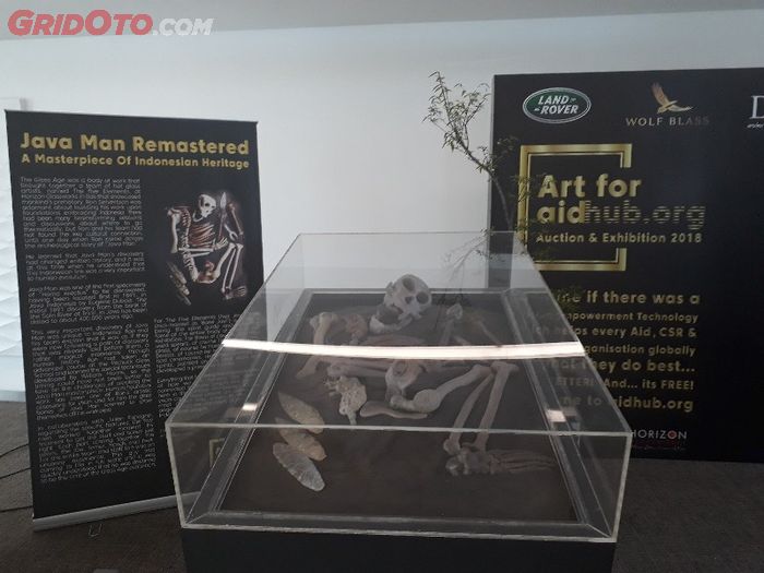 Patung kaca fosil Manusia Jawa yang jadi masterpiece dalam pameran dan lelang