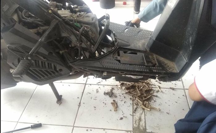 Bodi Honda Vario 150 jadi sarang tikus