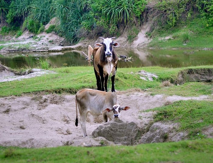 Banyak sapi ditemui sepanjang perjalanan menuju Karang Bolong