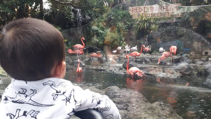 Sedang memandang burung flaminggo di Batu Secret Zoo 