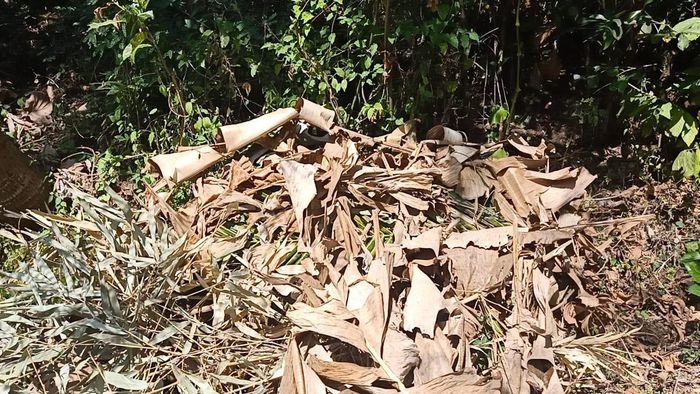 5 motor yang disembunyikan dibawah daun pisang di Dusun Darungan Desa Wonoayu Kecamatan Ranuyoso Kabupaten Lumajang, Jawa Timur