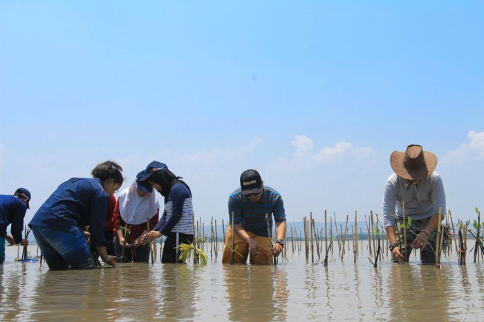 Anggota Civic Turbonesia bersama pecinta alam SMA Negeri 1 Semarang menanam mangrove di Mangkang, Semarang