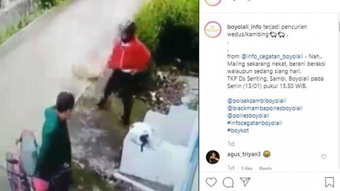 Heboh Aksi Pencurian Kambing di Sambi, Kapolsek Sambi: Kejadian Baru Kali Ini (Instagram.com/boyolali_info)