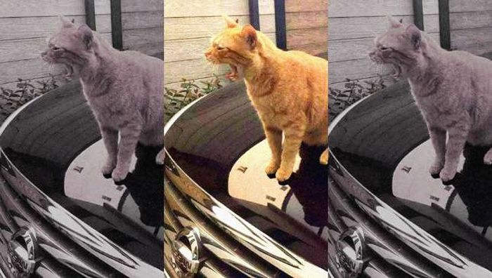 Kucing di atas kap mobil