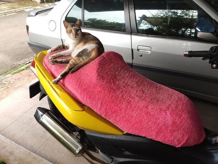 Dua cara ampuh cegah kucing cakar jok motor lagi