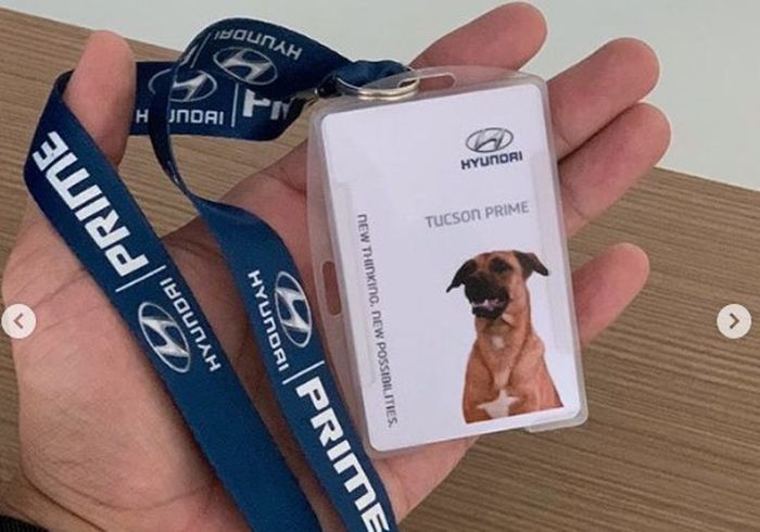 Id card Tucson Prime, anjing jalanan yang dinobatkan sebagai brand ambassador Hyundai Serra