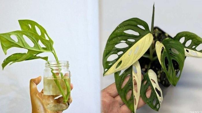 Tanaman hias Janda Bolong atau Monstera adansonii (kiri) dan Monstera adansonii variegata. Saat ini tengah jadi trending topic di media sosial Janda Bolong, jangan salah, ini lho penampakan tanaman hias yang harganya mencapai jutaan rupiah.