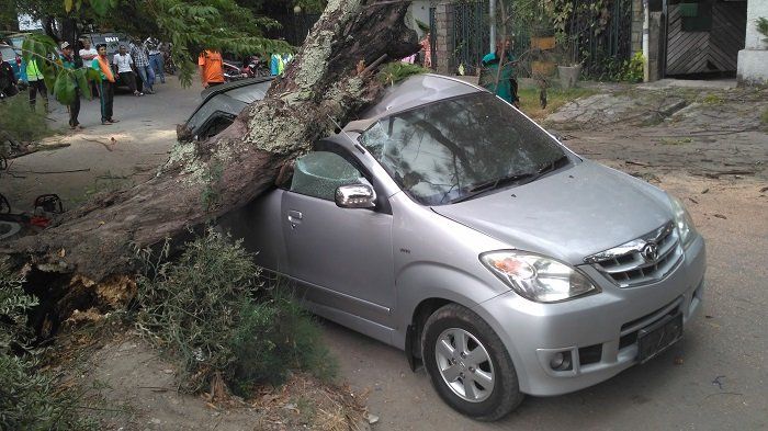 Ilustrasi mobil terkena pohon tumbang