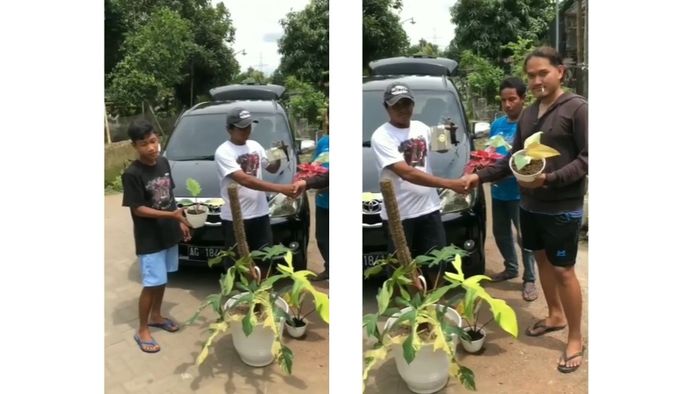 Video viral Toyota Avanza ditukar dengan sejumlah tanaman hias, terjadi di kediri, Jawa Timur.