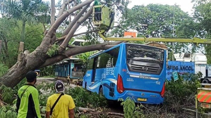 Bus Transjakarta tertimpa pohon ambruk di dekat Halte Busway Ancol, Pademangan, Jakarta Utara