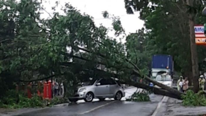 Sebuah Toyota Rush tertimpa pohon tumbang yang terjadi di ruas jalan Kauditan, Minahasa Utara, Sulawesi Utara