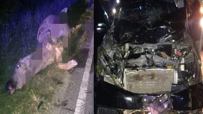 Honda Mobilio remuk terjang kerbau di jalan lintas Sumatera, Musi Rawas Utara