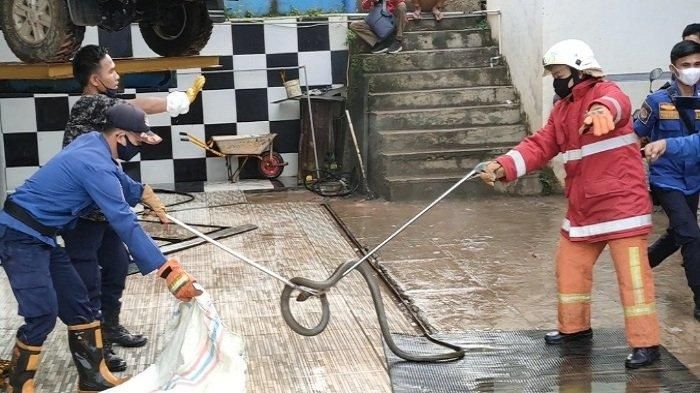 Ular King Kobra berhasil dievakuasi dari selah tangki solar Toyota Hilux milik Kadispora Penukal Abab Lematang Ilir (PALI)