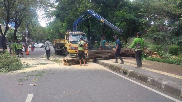Petugas mengevakuasi pohon angsana yang tumbang di Jl Purworejo, Menteng, Jakarta Pusat. (istimewa)