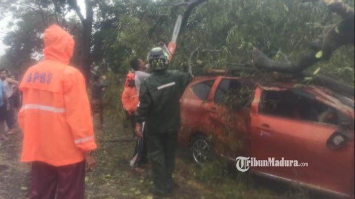 Toyota Calya tertimpa pohon tumbang di Bangkalan, Madura, Jawa Timur