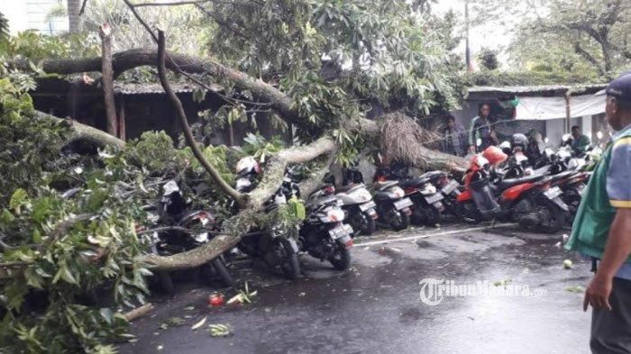 Sejumlah motor yang ambruk bareng tertimpa pohon tumbang di kota Malang, Jawa Timur
