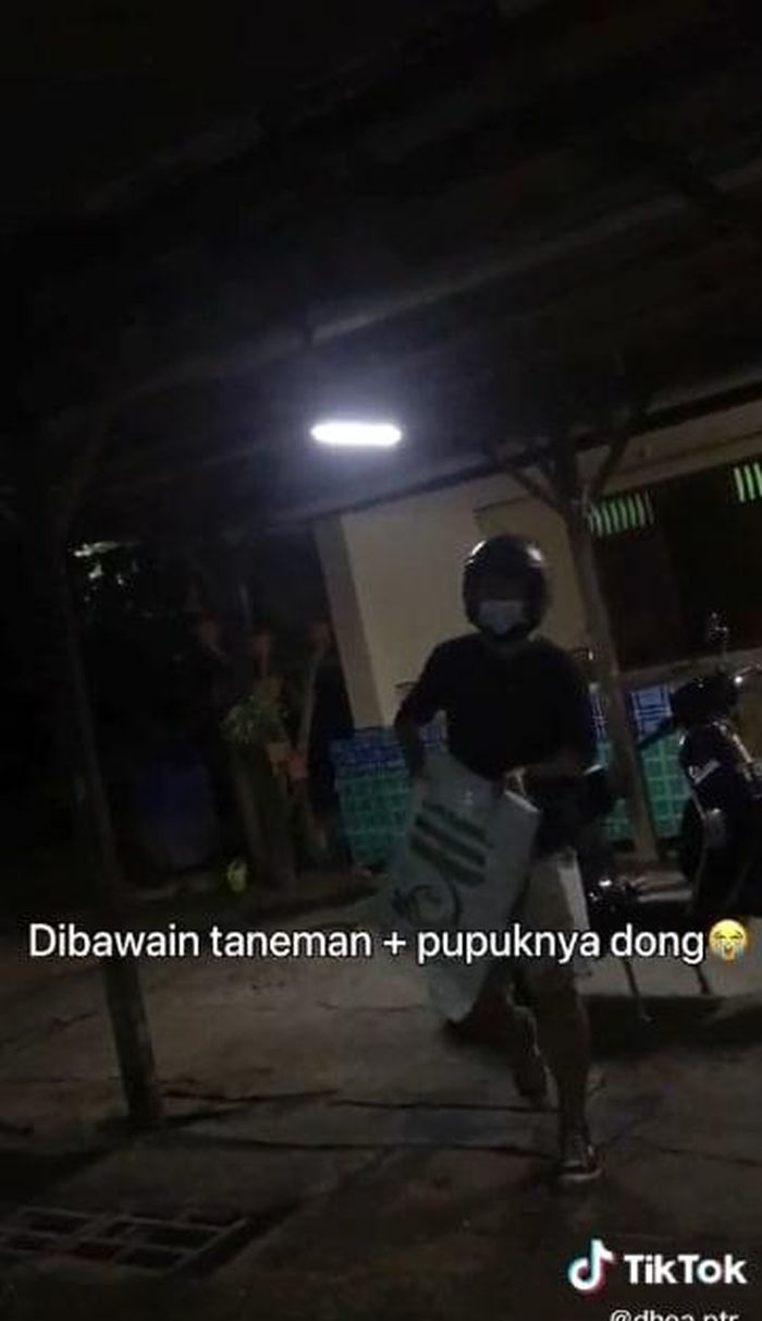 Bawa tanaman untuk calomn mertua