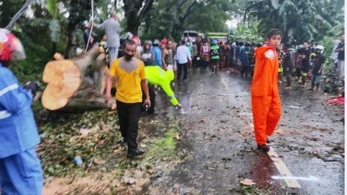 Evakuasi pohon randu yang roboh dan timpa mobil