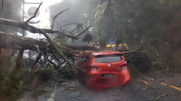 Toyota Agya tertimpa pohon tumbang di jalan raya Puncak Cianjur, desa Ciloto, Cipanas, Cianjur, Jawa Barat, (25/3/21)