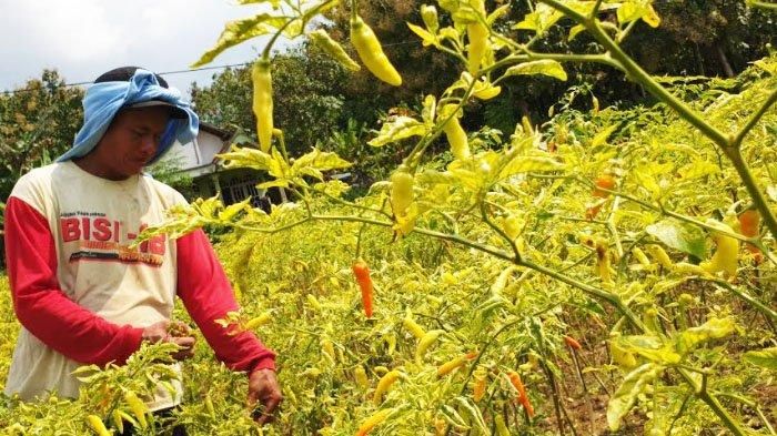 Petani cabai di Mojokerto meraup untumg hingga mampu membeli motor dan mobil