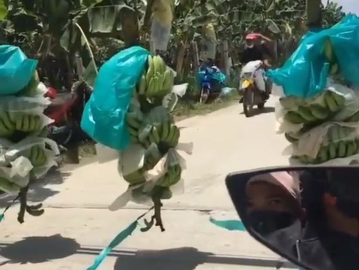 pengguna jalan harus mengalah dengan ratusan tandan pisang.
