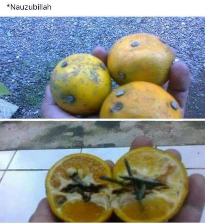 Ranjau paku di buah jeruk