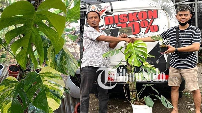 Daihatsu Gran Max tahun 2012 dibarter dengan satu pot tanaman Monstera Marmorata
