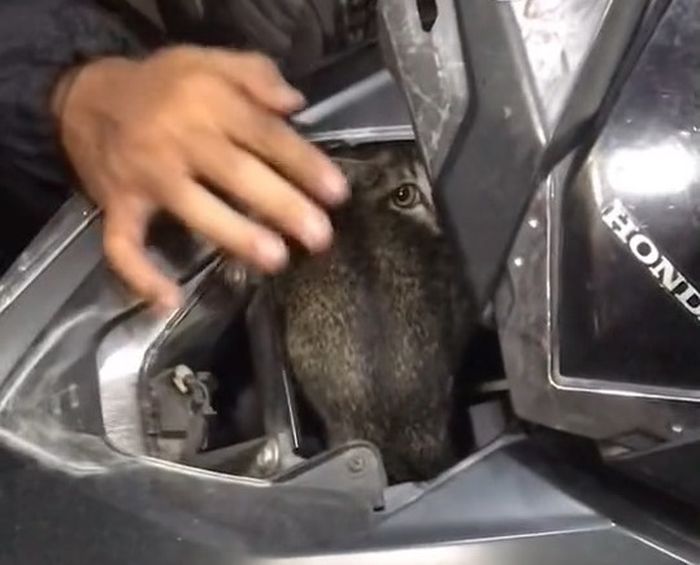 Penemuan kucing di balik cover depan Honda Vario milik Salwa Naflah.