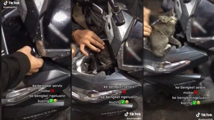 Seekor kucing ada di dalam cover depan Honda Vario