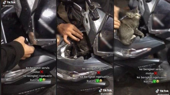 Seekor kucing ada menyelinap di dalam cover depan Honda Vario tunggangan Salwa (18)