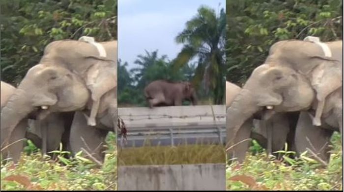 Gajah Condet yang menyeberangi tol Pekanbaru-Dumai
