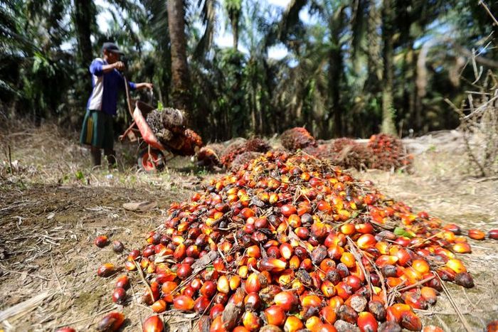 Petani mengumpulkan buah sawit hasil panen di perkebunan Mesuji Raya, Ogan Komering Ilir, Sumatera Selatan, Senin (9/5/2022). Gabungan Pengusaha Kelapa Sawit Indonesia (GAPKI) berharap larangan ekspor minyak kelapa sawit atau crude palm oil (CPO) dan produk-produk turunannya tidak berlangsung lama, 