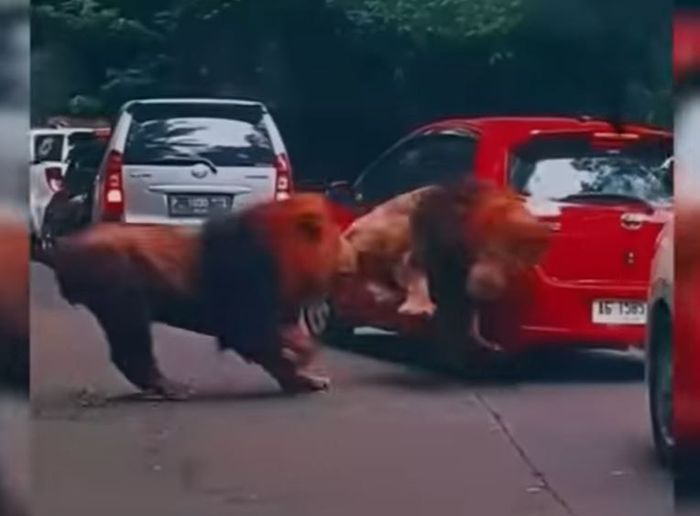 Dua singa bernama Frans dan Debo berkelahi hingga menabrak Toyota Yaris di Taman Safari Prigen