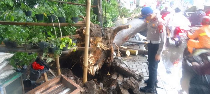 Polres Metro Tangerang Kota lakukan evakuasi pohon tumbang di jalan Daan Mogot, Tangerang