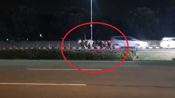 Dua ekor sapi berlari ke arah Bandara Soekarno-Hatta setelah truk pengangkutnya terguling di gerbang tol Cengkareng 2